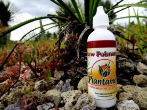 Saw Palmetto