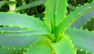 Aloe Vera