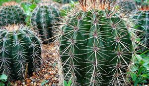 Cactus
